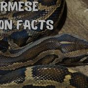 These Burmese Python Facts Will Surprise You