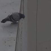 For The Damaged Coda Meme Pigeon