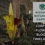 Octavia Corpse Flower Bloom Timelapse 2023