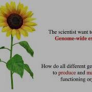 Gene Expression Analysis And DNA Microarray