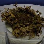 Rose Of Jericho Plant Opening In Time Lapse