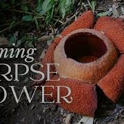 Titan Arum TIME LAPSE Corpse Flower Blooming