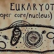 Cooperation And Evolution