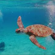 Turtle Adventure Cyprus Housenick Take My Hand Paul Lock Remix