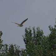 Juvenile Bittern In Flight RSPB Lakenheath Fen 4 July 2018 329p