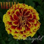 Nirvana Foo Fighters Marigold D Tuning