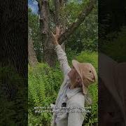 Emerald Ash Borer Signs And Symptoms At Gilsland Farm
