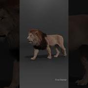 Unleash The King Of The Savannah Animal Vfx Lion 3d Blender Models