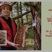 Emerald Ash Borer Alert What You Need To Know