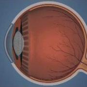 How The Eye Works And Glaucoma