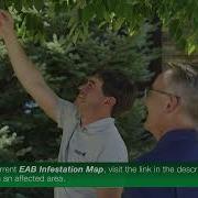 Emerald Ash Borer Treatment