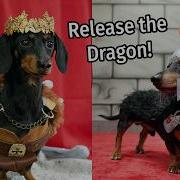 Ep 23 GAME Of BONES Game Of Thrones Dog Parody