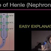 Physiology Loop Of Henle Nephron Loop Explanation