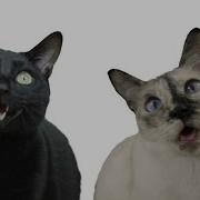 PPAP Pen Pineapple Apple Pen Cat Version
