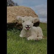 The Little Lamb Is Really Cute Babylamb Cuteanimal Animals Lambs Cutefarmanimal Cute