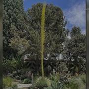 12 Foot Tall Plant Is In Its Death Bloom At Denver Botanic Gardens