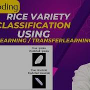 Rice Varieties Classification With Deeplearning Tutorial Python Projects Python Training Smart AI