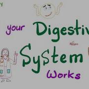 Digestive System Digestion And Absorption Anatomy And Physiology