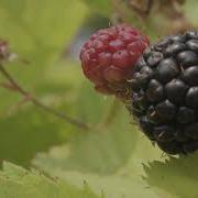 Permaculture Berry Maze Integrate Not Segregate