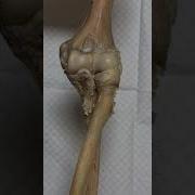 Elbow Joint