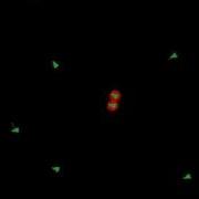 Crowding Avoidance Algorithm Adding Other Agents Velocities 7 11 2011