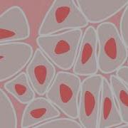 Cellular Morphing