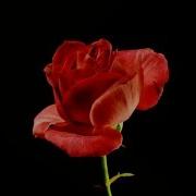 Blooming Rose Timelapse Video