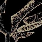 Plexus Animation Test Comp 2