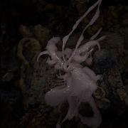 2 Tendril ه