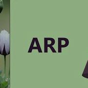 Linux Arp