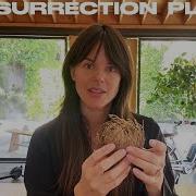Rose Of Jericho TIME LAPSE Resurrection Plant