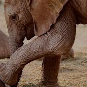 Kalama S First Wild Born Baby Precious Kapuki Sheldrick Wildlife Trust