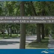 Manage Emerald Ash Borer Or Manage The Forest