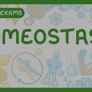 GCSE Biology Homeostasis Receptors Coordination Centres Effectors Negative Feedback