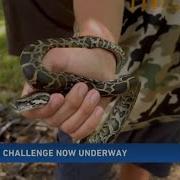 The 10 Day Florida Python Challenge Begins In SWFL
