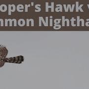 Photo Study Common Nighthawk Chasing Cooper S Hawk