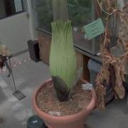 Corpse Flower Overhead Time Lapse July 6 24