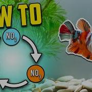 Best Nitrogen Cycle Guide For Beginners Different Methods Explained