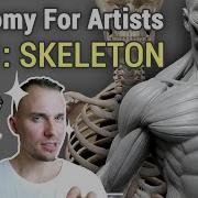 ANATOMY FOR ARTISTS SKELETON 101