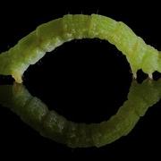 I FOR INCHWORM FUN FACTS ABOUT INCHWORMS