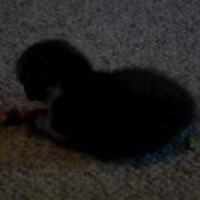 Scottish Fold Munchkin
