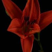 TF125 Time Lapse Flower FREE FOOTAGE