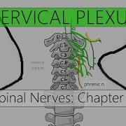 Cervical Plexus Nervous System 4K Spinal Nerves Chapter 2