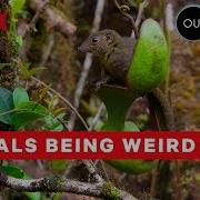 Weirdest Animal Behavior Our Planet Netflix
