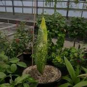 Bloedel Corpse Flower Growth Timelapse