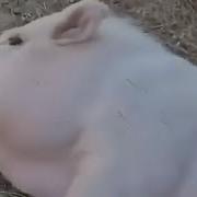 DANK SHITPOST MEMES COMPILATION 6