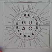 Reading A Codon Chart