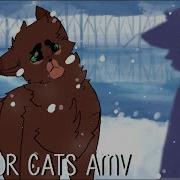 Bluestar Oakheart Amv Dead Hearts