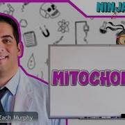 Mitochondria Structure Function