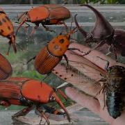 Amazing Unique Red Beetle Hunting Catch Red Palm Weevil Giant Black Cicada Rhinoceros Beetle